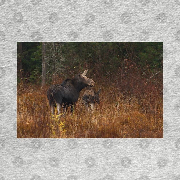 Moose and calf - Algonquin Park, Canada by Jim Cumming